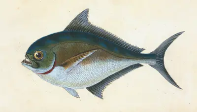 Rays tandade guldbraxen, Sparus Raii av Edward Donovan