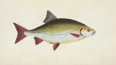 Red-eye, Cyprinus erythrophthalmus av Edward Donovan