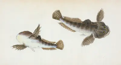 River Bull-head, Cottus Gobio av Edward Donovan