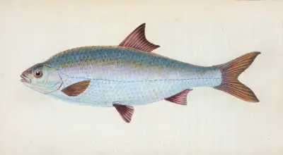 Plotice, Cyprinus ritulus, Edward Donovan