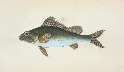 Ruffe, Perca cernua av Edward Donovan