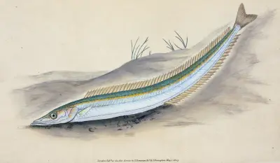 Sandspiering, Ammodytes tobianus von Edward Donovan