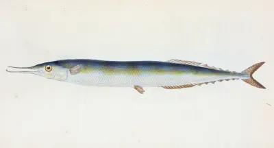 Saury oder Skipper Pike, Esox saurus von Edward Donovan