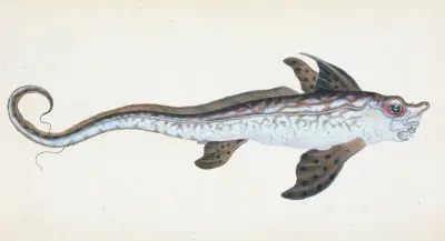 Sea Monster, Chimera Monstrosa av Edward Donovan