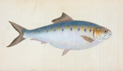Shad, Clupea alosa av Edward Donovan