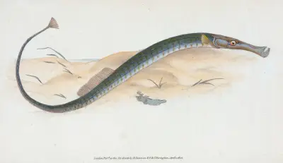 Kortare kantnål, Syngnathus typhle av Edward Donovan