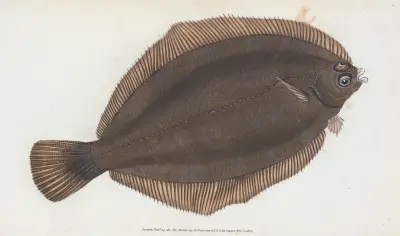 Small-headed Dab, Pleuronectes microcephalus av Edward Donovan