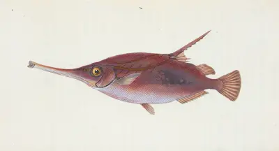 Snipe, or Trumpet-fish, Centriscus Scolopax av Edward Donovan