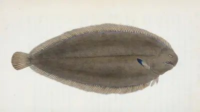 Sole, Pleuronectes Solea av Edward Donovan