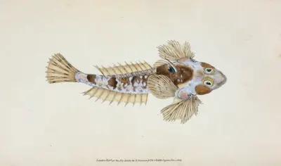 Sordit Dragonet, Callionymus Dracunculus av Edward Donovan