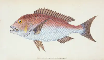 Sparus, four-toothed, Sparus Dentex av Edward Donovan
