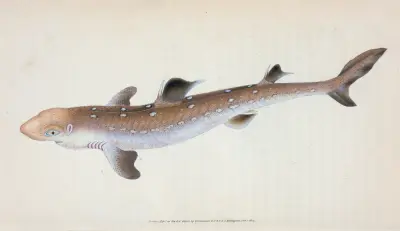 Spine-backed Shark, Squalus Acanthias av Edward Donovan