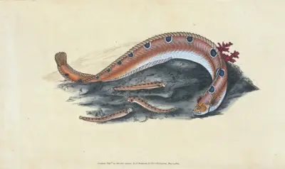 Spotted Blenny, or Butter-fish, Blennius gunnellus av Edward Donovan