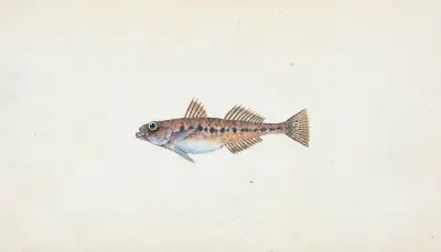 Spotted Goby, Gobius minutus av Edward Donovan