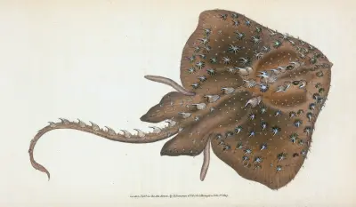 Hvězdnatá rejnoka, Raja Radiata, Edward Donovan