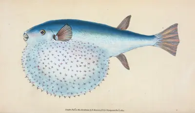 Stjärnformad kula Diodon, Tetrodon stellatus av Edward Donovan