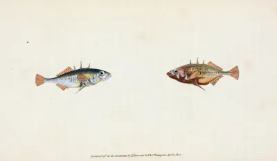 Stickleback, three-spined, Gasterosteus Aculeatus av Edward Donovan