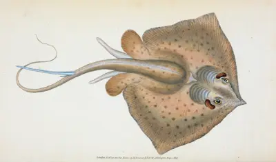 Stingrocka, Raja Pastinaca av Edward Donovan