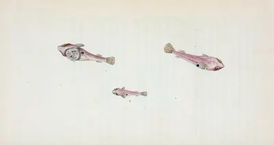 Sucker, bimaculated, Cyclopterus Bmaculatus av Edward Donovan