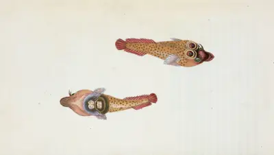 Sucker, Ocellated, Cyclopterus Ocellatus av Edward Donovan
