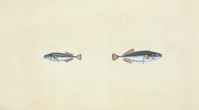 Taggig spigg, Gasterosteus pungitius av Edward Donovan