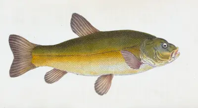 Sutare, Cyprinus Tinca av Edward Donovan