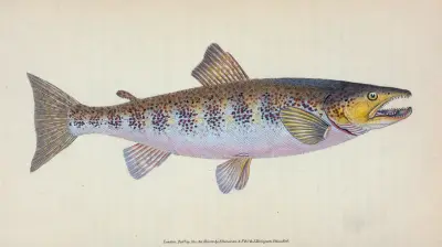 Öring, Salmo Fario av Edward Donovan