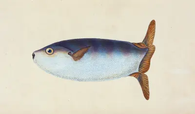 Truncated Sun-fish, Tetrodon truncatus av Edward Donovan