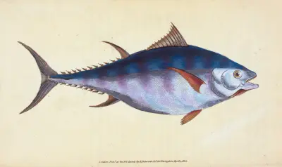 Tunny, Scomber Thynnus av Edward Donovan