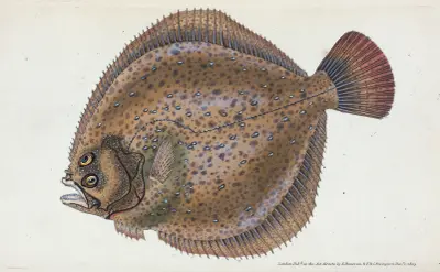 Turbot, Pleuronectes maximus av Edward Donovan