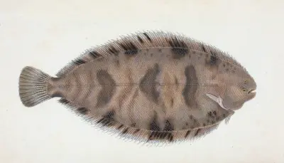Brokig sjötunga, Pleuronectes Variegatus av Edward Donovan