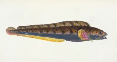 Viviparous Blenny, Blennius viviparous av Edward Donovan