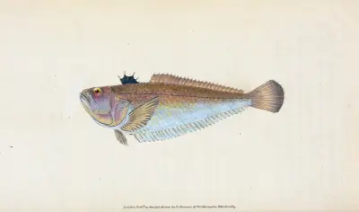 Fjärsing, Trachinus Draco, Edward Donovan