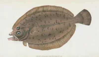 Whiff, Pleuronectes Megastoma von Edward Donovan