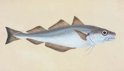 Whiting, Gadus Merlangius av Edward Donovan