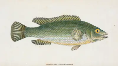 Wrasse, streaked, Labrus Lineatus av Edward Donovan