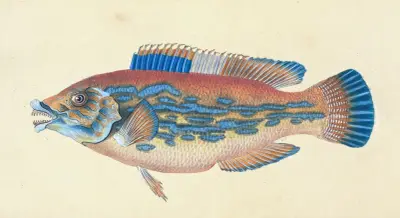 Wrasse, striped, Labrus Variegatus av Edward Donovan