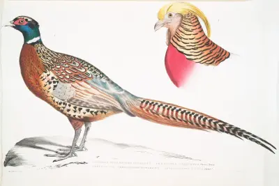 1. Chinese Ring Necked Pheasant, Phasianus torquatus; 2. Head of the Common Golden Pheasant, Chrysolophus pictus. av John Edward Gray