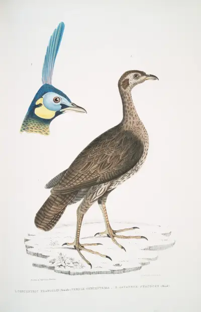 1. Concentric Francolin (female), Perdix concentrica; 2. Javan Peacock, Pavo muticus. (Head) av John Edward Gray
