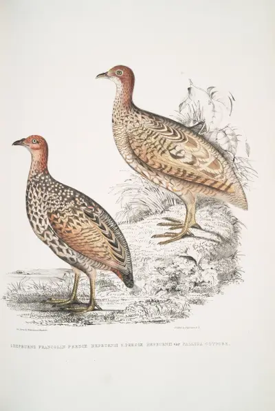 Hepburnova frankolína, Perdix Hepburnii, John Edward Gray