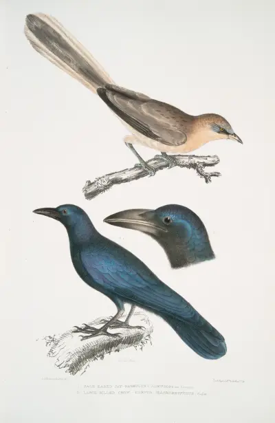 1. Pale Eared Jay, Garrulus albifrons; 2. Large Billed Crow, Corvus macrorhynchus. av John Edward Gray
