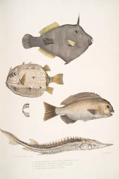 1. Spine Sided Monacanthus, Monacanthus (Amanses) Histrix; 2. Many Spined Coffin Fish, Ostracion (Acarana) auritus av John Edward Gray