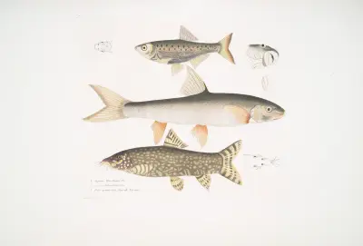 1. Tileo Carp, Cyprinus Tileo; 2. Richardson’s Carp, Cyprinus Richardsonii; 3. Beautiful Loach, Botia grandis. av John Edward Gray
