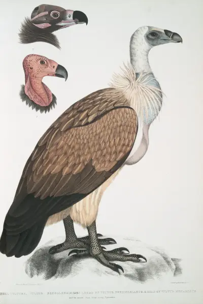 Bengal Vulture, Vultur Bengalensis. 1 Head of Vultur Pondicherianus; 2. Head of Vultur monarchus [monachus]. av John Edward Gray