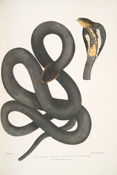 Black Cobra Capella, Naia tripudians, var. nigra. av John Edward Gray