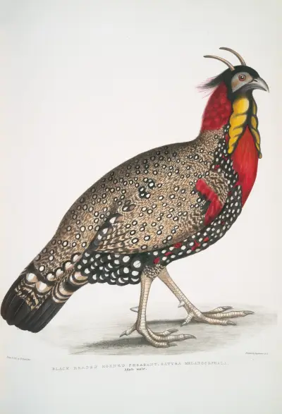 Black head Horned Pheasant, Satyra melanocephala. Adult male. av John Edward Gray