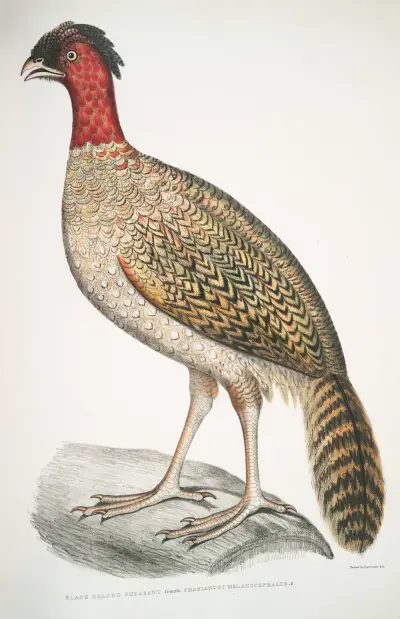 Black headed Pheasant, Phasianus melanocephalus. Female. av John Edward Gray