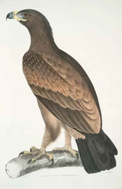 Brown Eagle, Aquilla fusca. av John Edward Gray