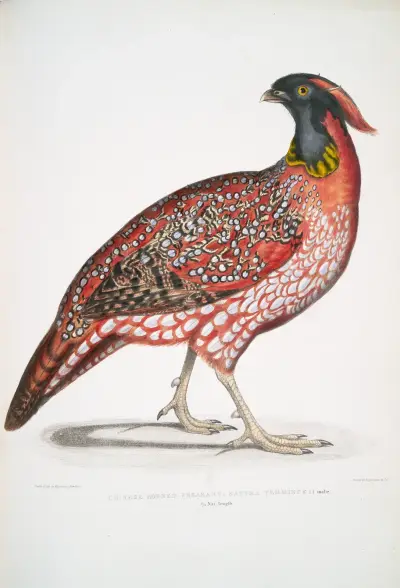Chinese Horned Pheasant, Satyra Temminckii av John Edward Gray