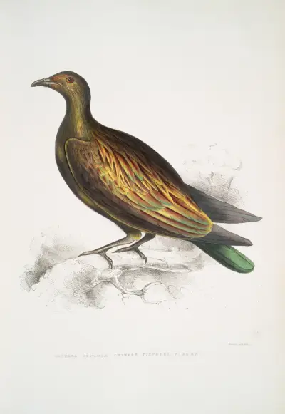 Chinese Tippeted Pigeon, Columba Gouldioe. av John Edward Gray